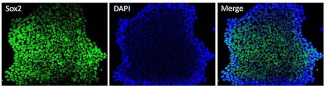 SOX2 Monoclonal Antibody (20G5) (MA1-014)