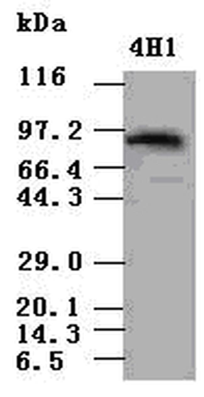 Stat5a Antibody in Western Blot (WB)