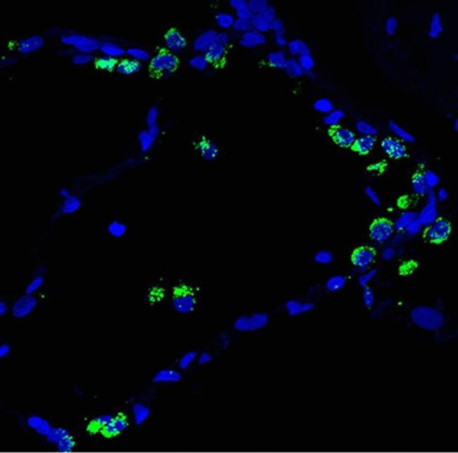 SFTPB Antibody in Immunohistochemistry (Frozen) (IHC (F))