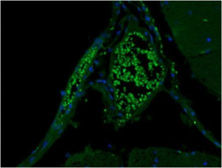 Syntaxin 1 Antibody in Immunohistochemistry (Paraffin) (IHC (P))