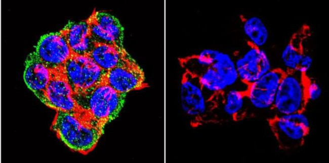 SNTB2 Antibody in Immunocytochemistry (ICC/IF)