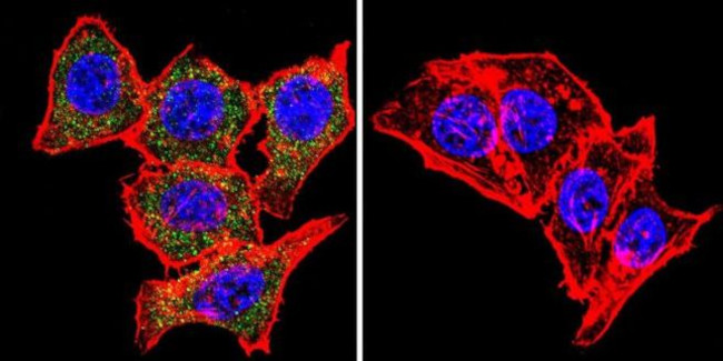 SNTB2 Antibody in Immunocytochemistry (ICC/IF)