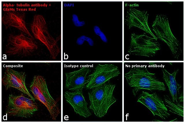 Mouse IgG (H+L) Cross-Adsorbed Secondary Antibody in Immunocytochemistry (ICC/IF)