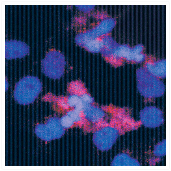 Mouse IgG (H+L) Cross-Adsorbed Secondary Antibody in Immunocytochemistry (ICC/IF)