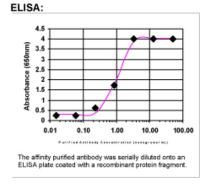 S100A12 Antibody in ELISA (ELISA)