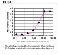NLRP7 Antibody in ELISA (ELISA)
