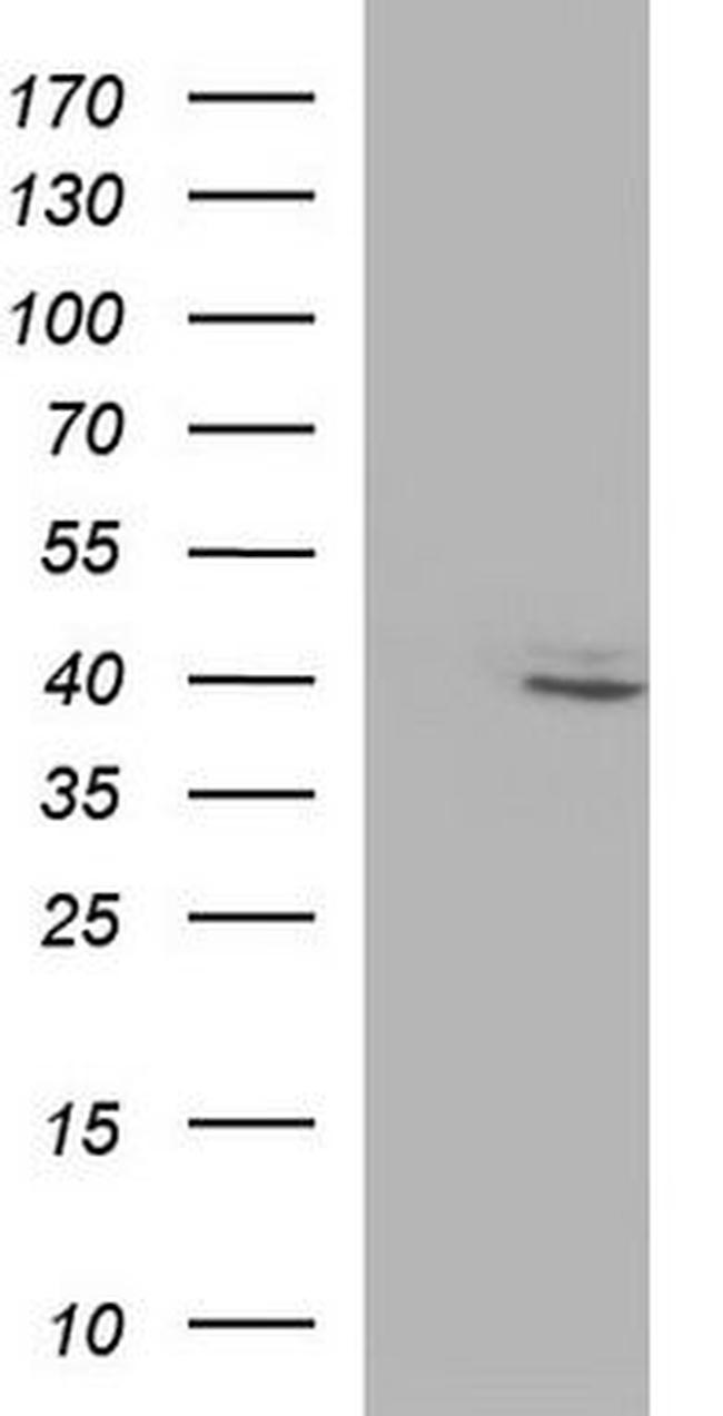 RFC4 Antibody in Western Blot (WB)