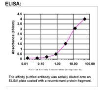 Npas4 Antibody in ELISA (ELISA)