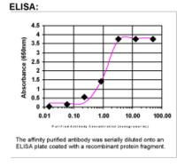 FGFR3 Antibody in ELISA (ELISA)