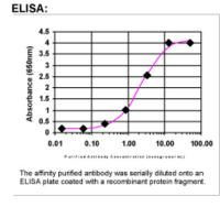 NAIP Antibody in ELISA (ELISA)