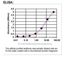EDD Antibody in ELISA (ELISA)