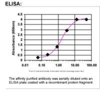 MEIS1 Antibody in ELISA (ELISA)