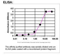 HOXD10 Antibody in ELISA (ELISA)