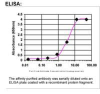 Lin28B Antibody in ELISA (ELISA)