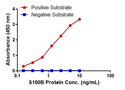 S100B Antibody in ELISA (ELISA)