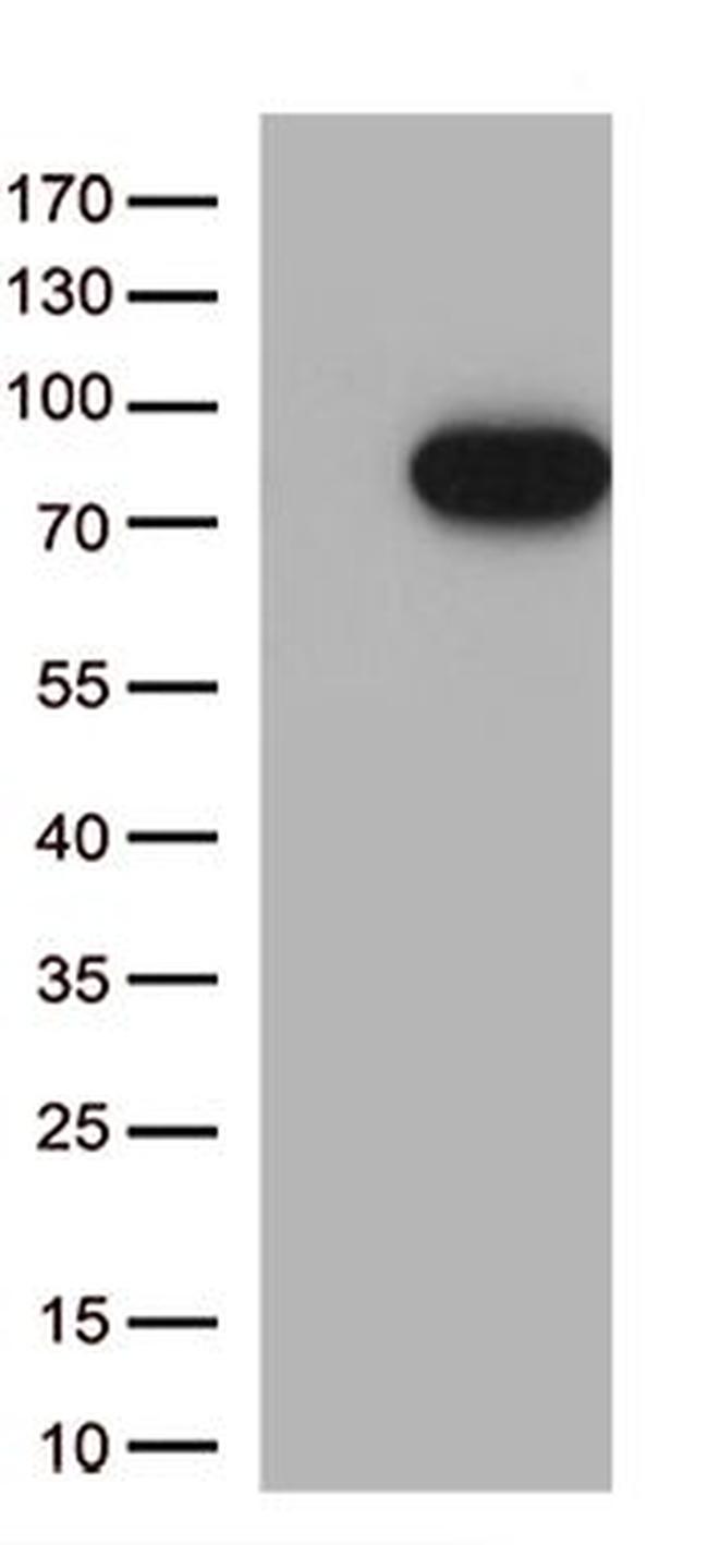 MASP2 Antibody in Western Blot (WB)