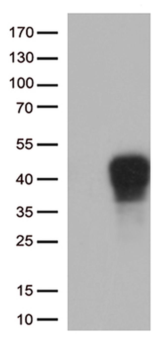 CD137 (TNFRSF9) Antibody in Western Blot (WB)