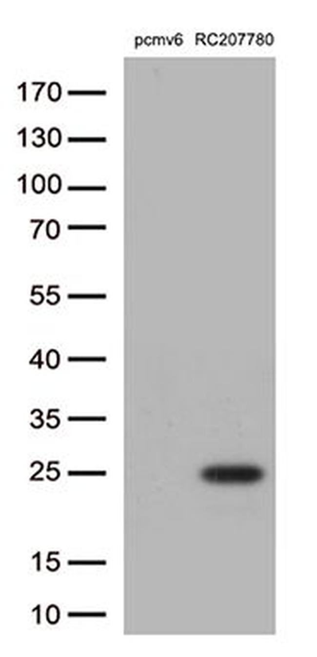 PRDX6 Antibody in Western Blot (WB)