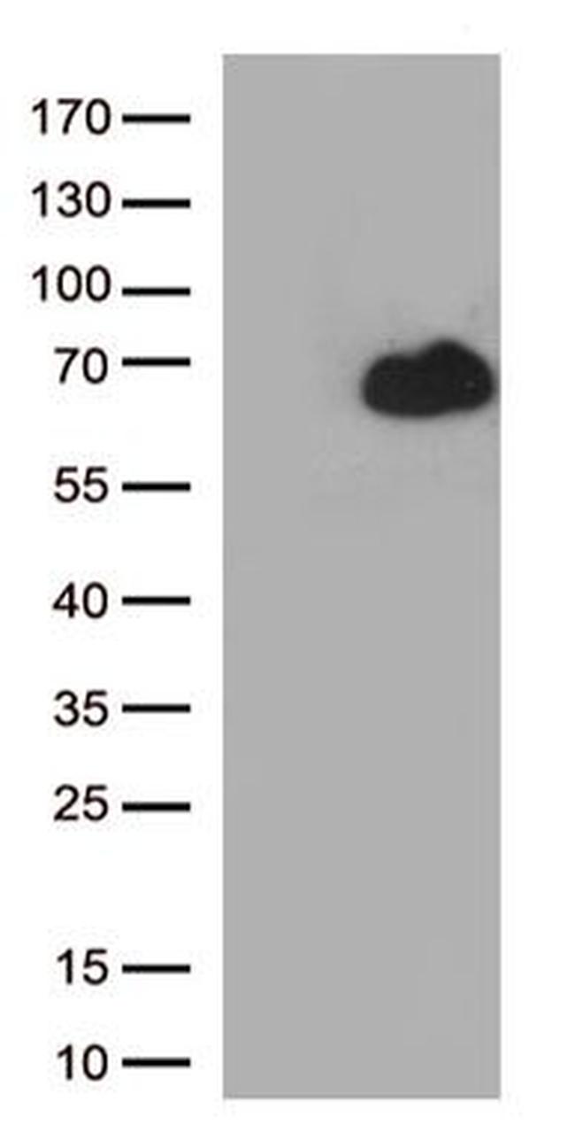 RUNX2 Antibody in Western Blot (WB)