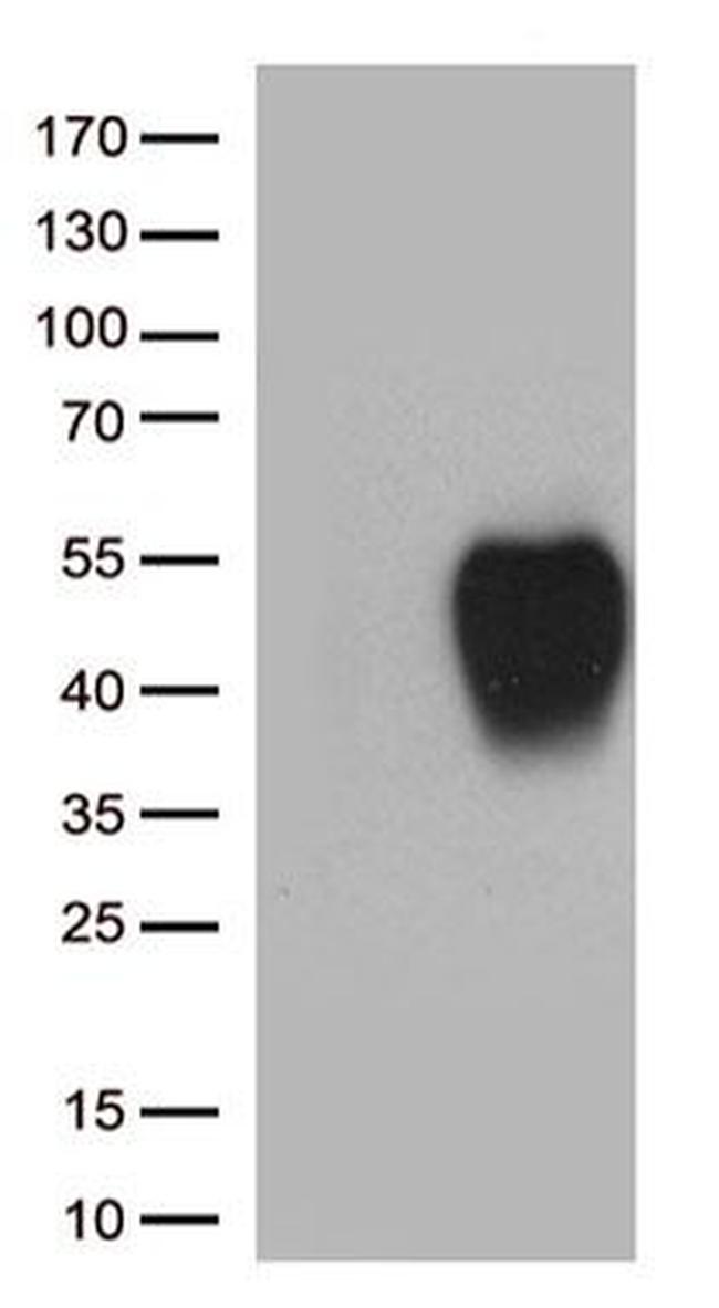 SLAMF7 Antibody in Western Blot (WB)