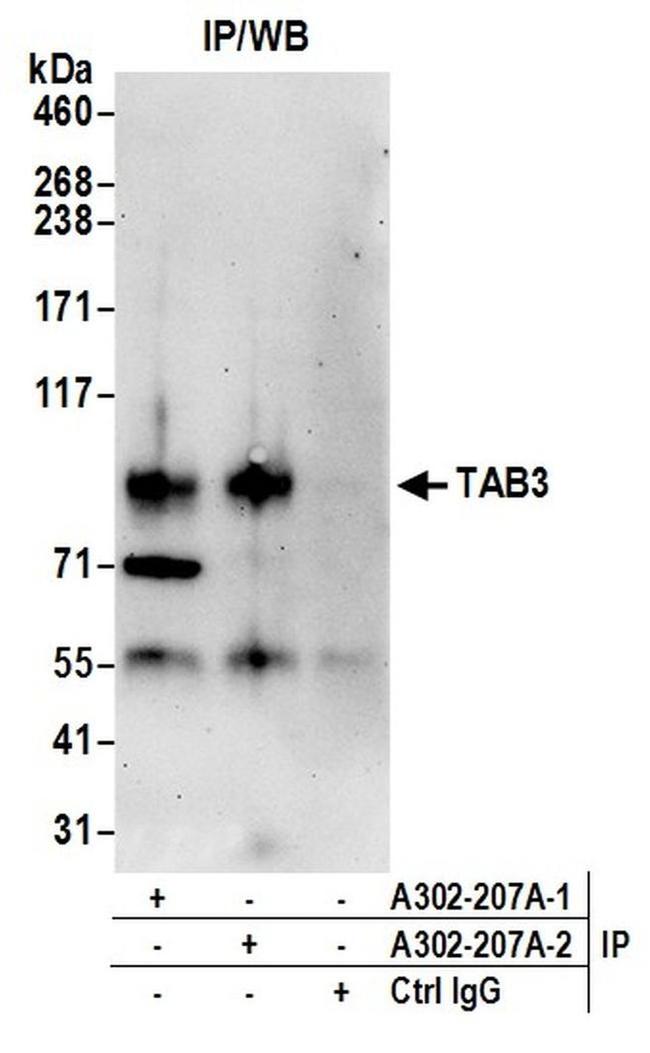 TAB3 Antibody in Western Blot (WB)