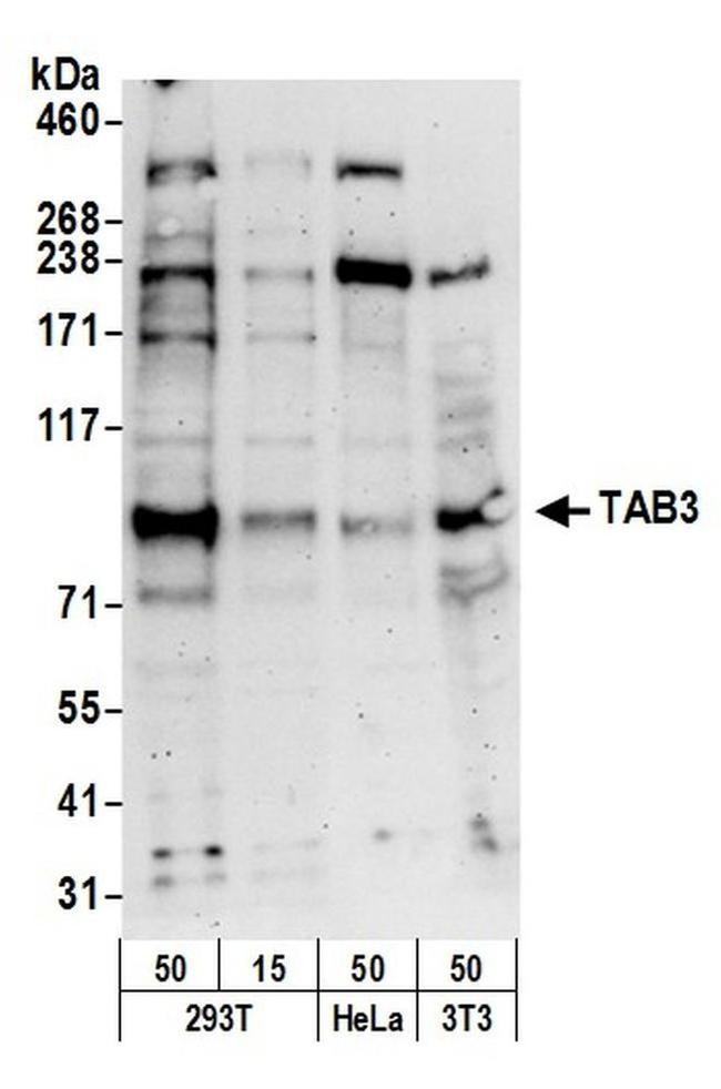 TAB3 Antibody in Western Blot (WB)