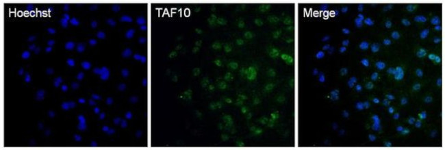 TAF10 Antibody in Immunocytochemistry (ICC/IF)