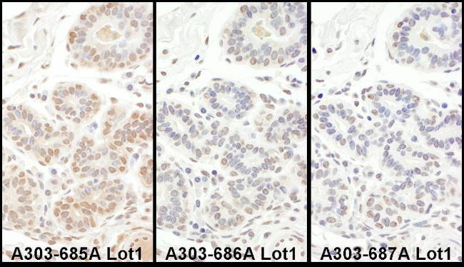 TAF5 Antibody in Immunohistochemistry (IHC)