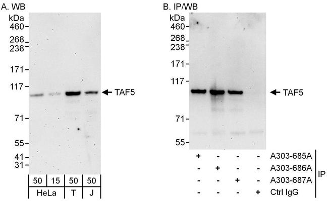 TAF5 Antibody in Western Blot (WB)