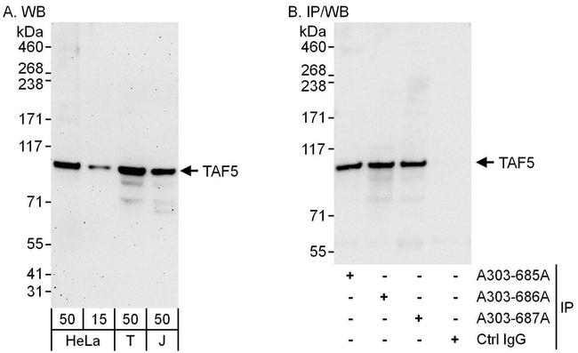 TAF5 Antibody in Western Blot (WB)