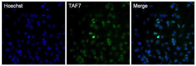 TAF7 Antibody in Immunocytochemistry (ICC/IF)