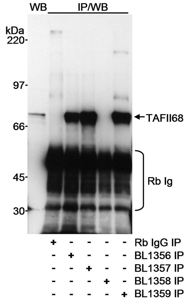 TAFII68 Antibody in Western Blot (WB)