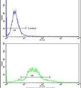 TAGLN Antibody in Flow Cytometry (Flow)