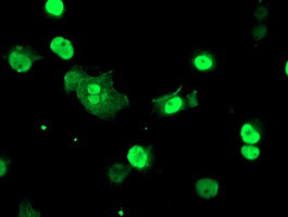 TAL1 Antibody in Immunocytochemistry (ICC/IF)