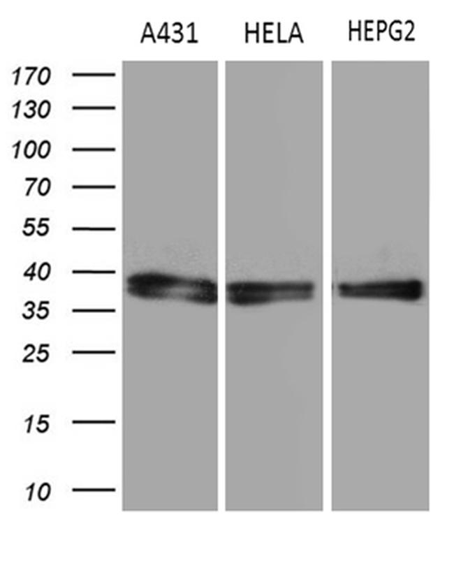 TALDO1 Antibody in Western Blot (WB)