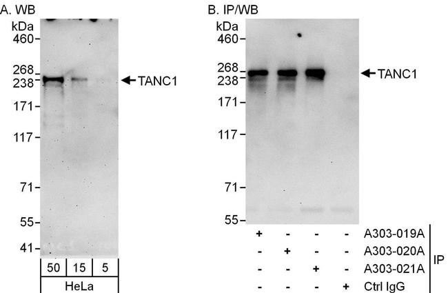 TANC1 Antibody in Western Blot (WB)
