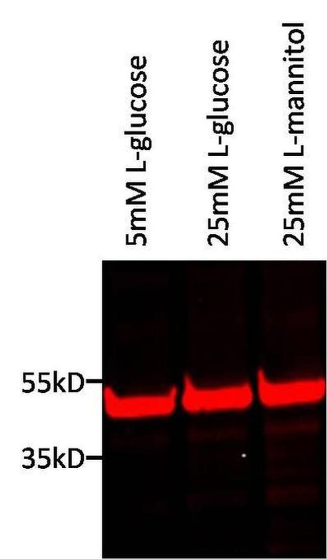 TBP Antibody in Western Blot (WB)