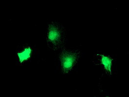 TBCC Antibody in Immunocytochemistry (ICC/IF)