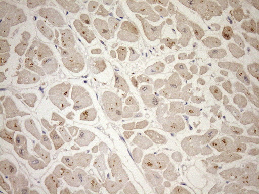 TCAP Antibody in Immunohistochemistry (Paraffin) (IHC (P))