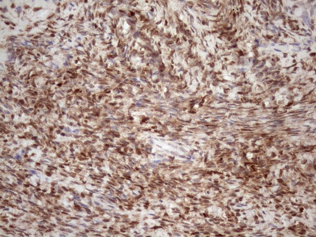 TCEAL1 Antibody in Immunohistochemistry (Paraffin) (IHC (P))