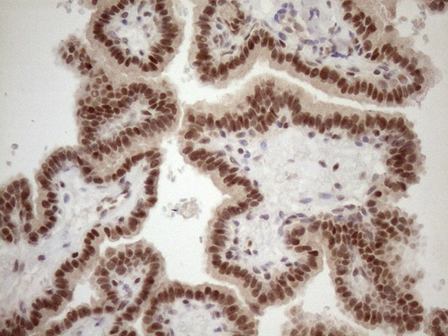 TCEAL1 Antibody in Immunohistochemistry (Paraffin) (IHC (P))