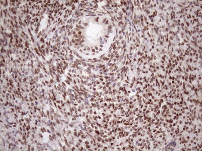 TCEAL1 Antibody in Immunohistochemistry (Paraffin) (IHC (P))