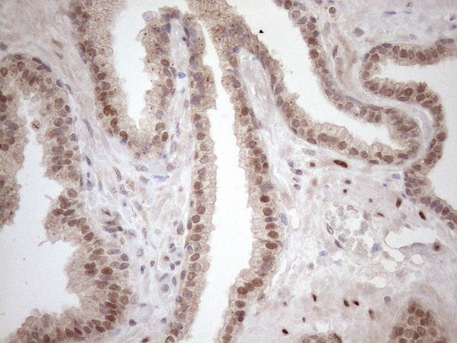 TCEAL1 Antibody in Immunohistochemistry (Paraffin) (IHC (P))