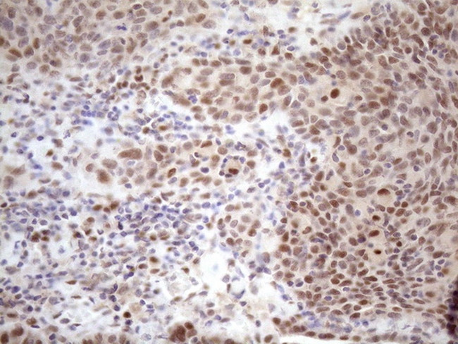 TCEAL1 Antibody in Immunohistochemistry (Paraffin) (IHC (P))