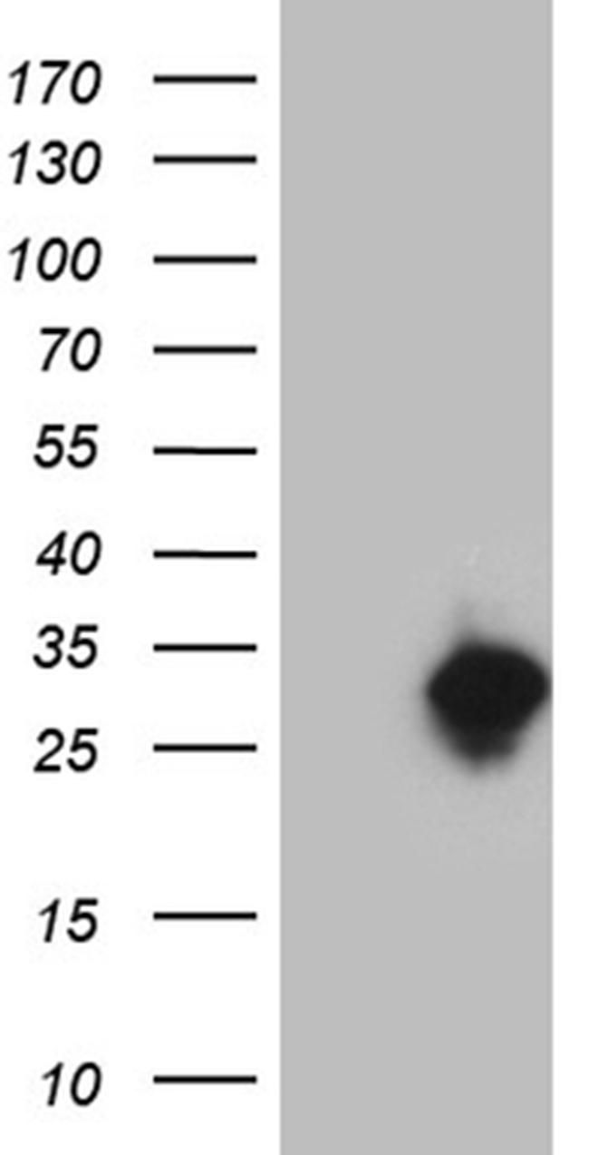 TCEANC2 Antibody in Western Blot (WB)