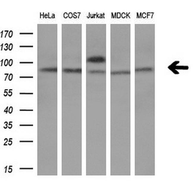 TCF12 Antibody in Western Blot (WB)