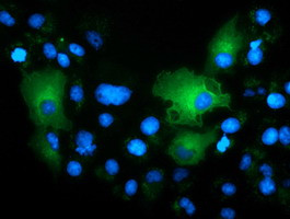 TCP11L2 Antibody in Immunocytochemistry (ICC/IF)