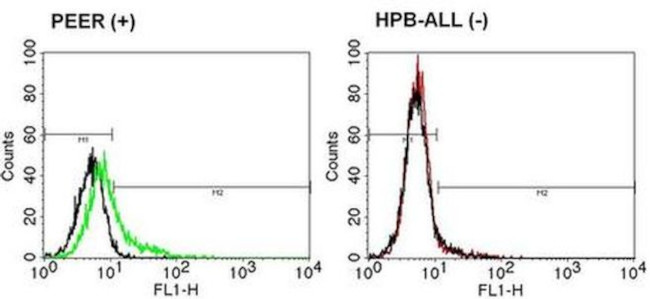 TCR delta Antibody