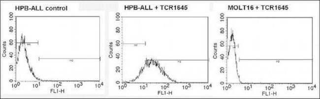 TCR V beta 5b Antibody