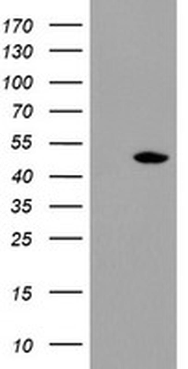 TDO2 Antibody in Western Blot (WB)